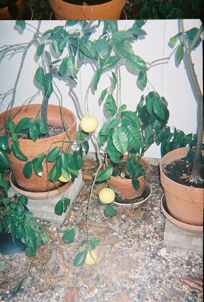 12-5-2005-08.jpg - Created by AccuSoft Corp.