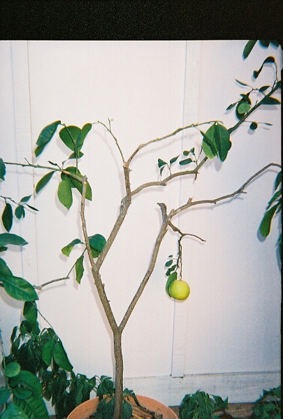 12-5-2005-09.jpg - Created by AccuSoft Corp.